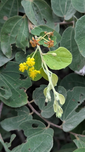 Grewia orbiculata, 2026-09-12