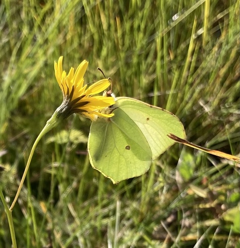 Common Brimstone