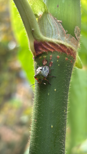 Southern Green Stink Bug