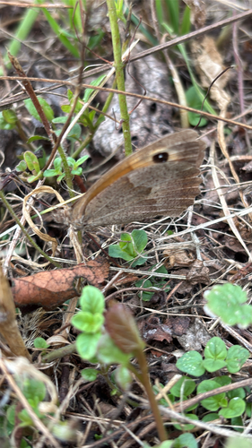 Meadow Brown