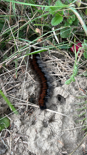Fox Moth