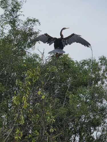 Oriental Darter