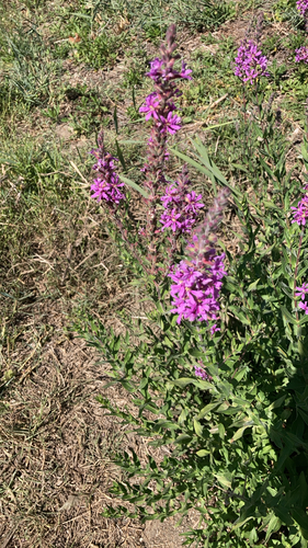purple loosestrife