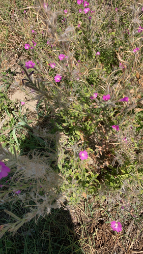 Great Willowherb