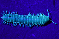 Xystocheir dissecta dissecta