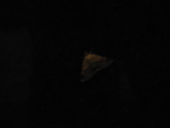 Psimada quadripennis