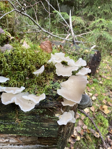 Toothed Jelly Fungus