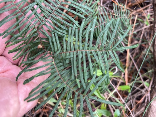 Gleichenia dicarpa, photograph 4