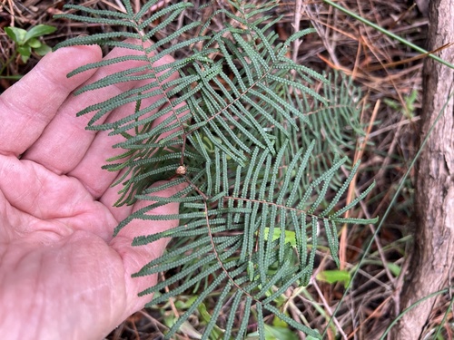 Gleichenia dicarpa, photograph 6