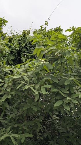 Wrightia tinctoria