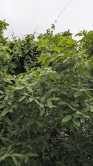 Wrightia tinctoria