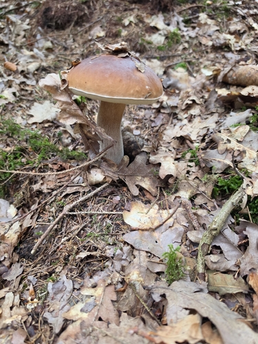 King Bolete