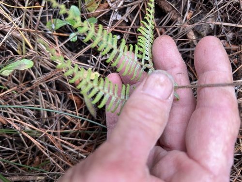 Gleichenia dicarpa, photograph 3