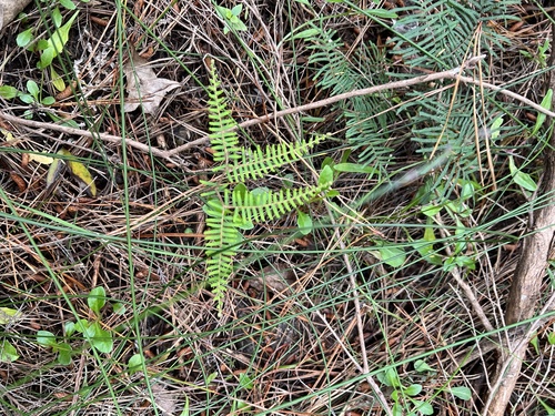 Gleichenia dicarpa, photograph 5
