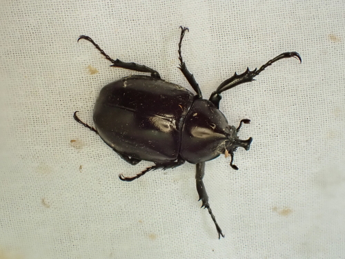 Siamese Rhinoceros Beetle photo 4