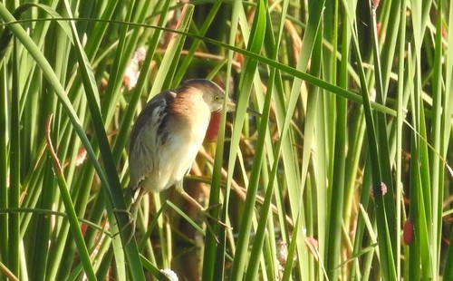 Yellow Bittern (Botaurus sinensis), photo 8