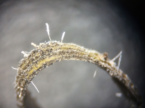 Akanthomyces johnsonii