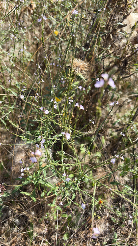 Common vervain