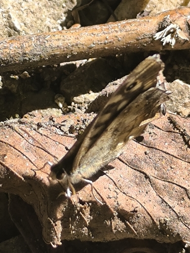 Speckled Wood
