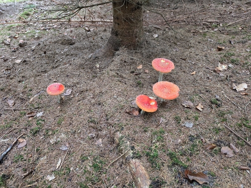 Fly Agaric