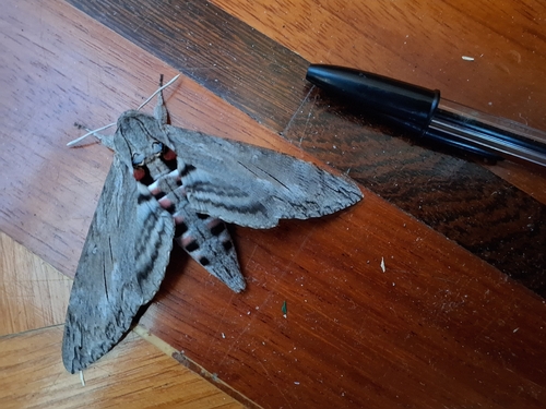 Convolvulus Hawkmoth
