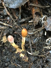 Cordyceps meneristitis