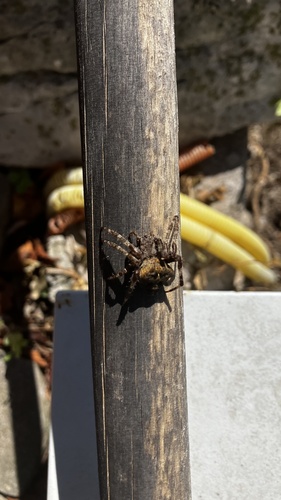 Angular Orbweaver Spider