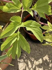 Angelica archangelica