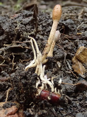 Cordyceps meneristitis