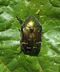 Cetonia