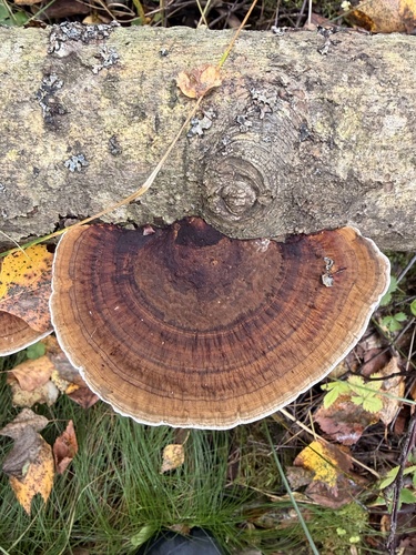 Thin-walled Maze Polypore