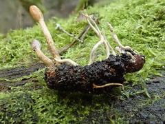 Cordyceps meneristitis