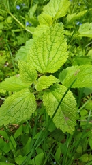 Lamium album