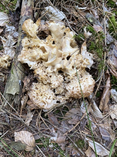 Cauliflower Fungus