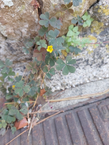 Creeping Woodsorrel