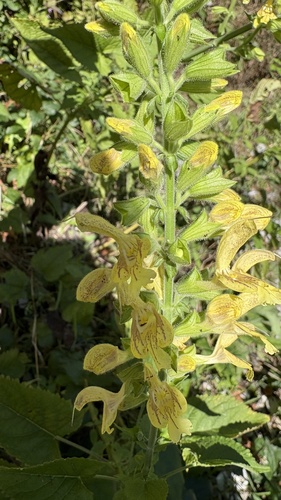 Sticky Sage