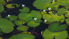 Nymphoides hydrophylla