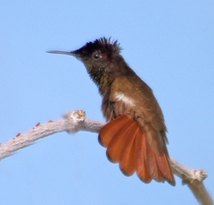 Chrysolampis mosquitus