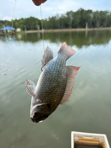 Blackchin Tilapia