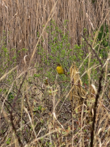 iNaturalist image