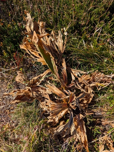 Gentiana lutea, photograph 1