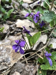 Viola uliginosa