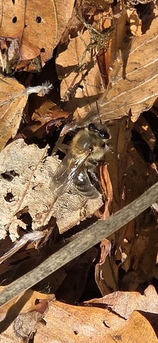 Western Honey Bee