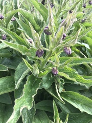 Symphytum officinale