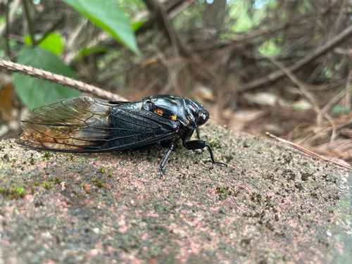 Cryptotympana holsti