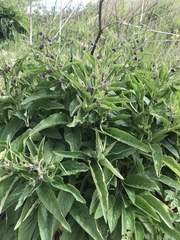 Symphytum officinale