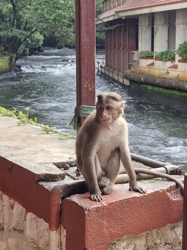 Bonnet Macaque
