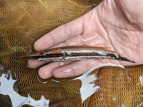 Crocodile Pikehead Gourami