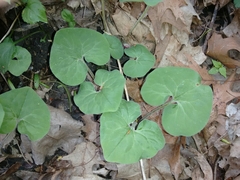 Asarum canadense reflexum