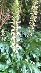 Acanthus mollis